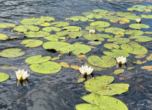 Северо-Запад, Сплав по реке Тихая с выходом в Ладогу