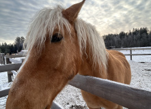 Северо-Запад, Верхом за Волшебством! Веселое приключение для детей и родителей
