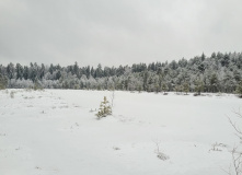 Подмосковье, Поход к карьеру Сима и хвойным лесам