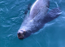 Камчатка, Горнолыжный лагерь на Камчатке: тепло земли и море снега