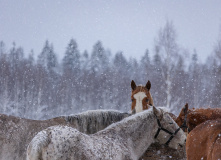Подмосковье, Конный экотур с фотосессией «Танцы с волками» (Тверская область)