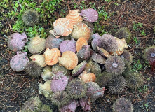 Териберка, Вместе с северным ветром: в Териберку с детьми