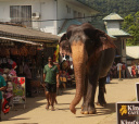 Шри-Ланка (о. Цейлон), Спящий слон. Путешествие на остров Цейлон