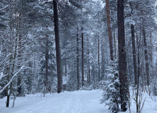 Карелия, По следам на снегу: Северная Карелия на снегоходах и лыжах с детьми