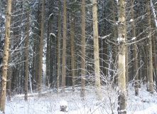 Подмосковье, Пеший поход - Зосимова Пустынь