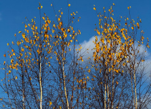 Подмосковье, English club в Мещере с ночевкой в приюте