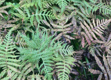 Северо-Запад, Однодневный поход вдоль Кавголовского озера с посещением органного концерта в Токсово