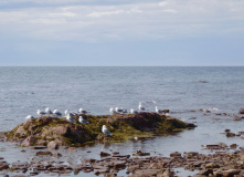 Кольский, Аметистовый берег Белого моря