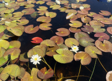 Карелия, Калга (Карелия): сплав на байдарках с выходом в Белое море