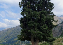 Киргизия, В стране эдельвейсов: пеший поход по Центральному Тянь-Шаню (Терскей-Алатау)