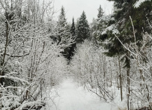 Подмосковье, Поход к карьеру Сима и хвойным лесам