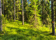 Подмосковье, Лесной лагерь с детьми на Валдае (Новгородская область)