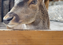 Северная Осетия (Алания), Три дня в Алании: Тайны Даргавса и высоты Фиагдона