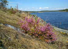 Северо-Запад, Два дня по Ладожским шхерам на байдарках (с трансфером)