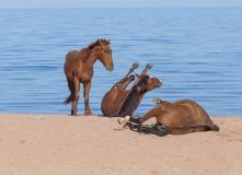 Киргизия, Фототур по Киргизии. Тянь-Шань и Иссык-Куль