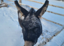 Сибирь, Сибирские выходные:горячие источники Тюмени и белоснежный кремль Тобольска (разведка)