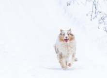 Подмосковье, Конный экотур с фотосессией «Танцы с волками» (Тверская область)