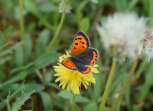 Дагестан, Дагестан глазами натуралиста