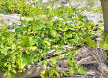 Узбекистан, Лето, весна, зима и снова лето: пеший поход по весенним горам Западного Тянь-Шаня