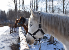Подмосковье, Комоедица: активный тур с катанием на конях