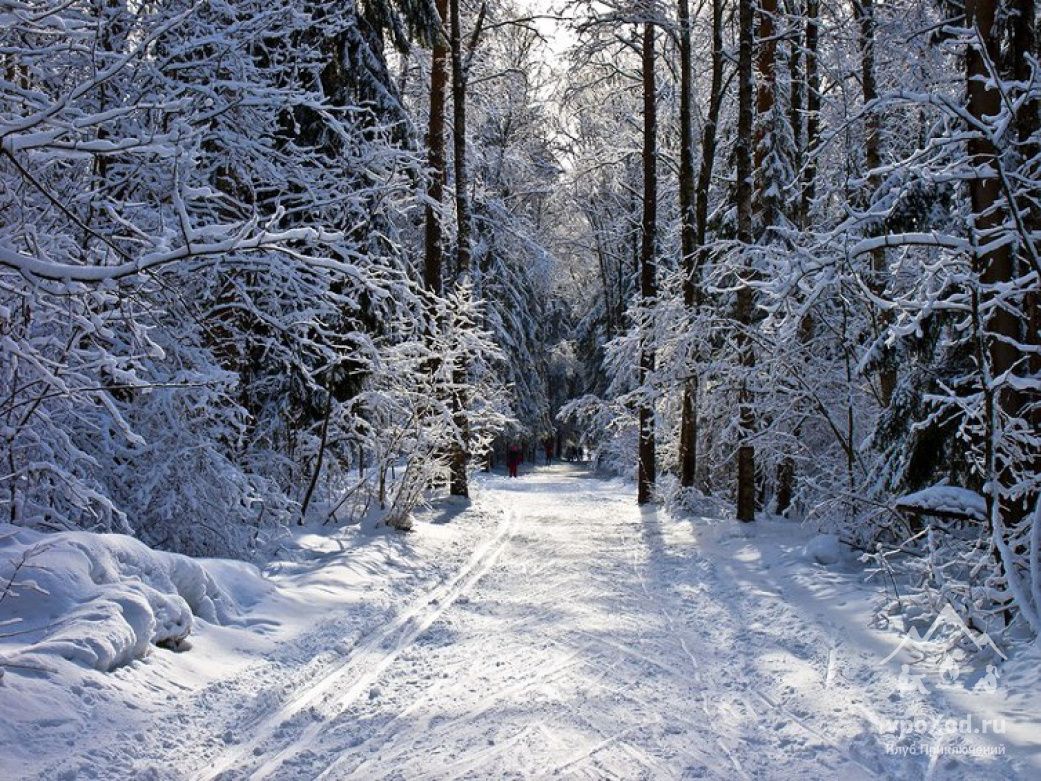 Прогулка в лесу зимой