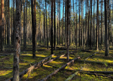 Подмосковье, English club в Мещере с ночевкой в приюте