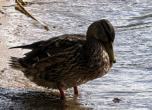 Подмосковье, Однодневный семейный поход " Юные Спецагенты. Школа шпионажа"