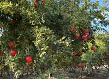 Турция, Трекинг налегке по Восточной Ликии (с размещением в частных отелях)