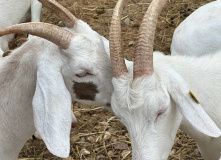 Подмосковье, Однодневный сплав по реке Дубна с прогулкой и обедом на Ферме