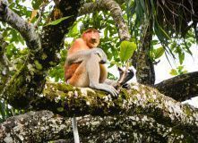 Обезьяна Носач - эндемик острова Борнео