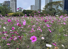 Япония, Каникулы в Японии для детей и взрослых