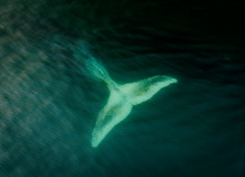 Дальний Восток, Шантарские острова: в поисках мечты (разведка)