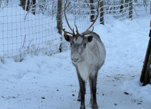 Карелия, Снежное сафари: мультитур в Карелии