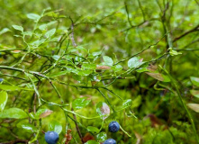 Селигер, Дикий Селигерский край - водный поход