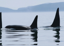 Дальний Восток, Шантарские острова: в поисках мечты (разведка)