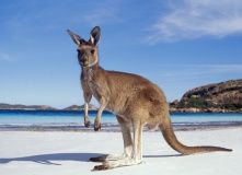 Австралия и Новая Зеландия, Увлекательное путешествие по Австралии с юга на север