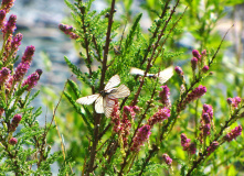 Алтай, Велопоход по Горному Алтаю (разведка)