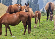 Киргизия, В стране эдельвейсов: пеший поход по Центральному Тянь-Шаню (Терскей-Алатау)