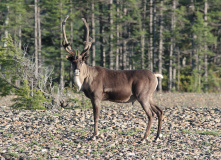 Дальний Восток, Шантарские острова: в поисках мечты (разведка)
