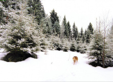 Подмосковье, К лесному водопаду Гремучий ручей