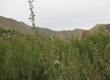 Сибирь, Тува, Западный Саян: по озеру Кара-Холь и реке Алаш на байдарках