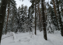 Подмосковье, Однодневный пеший поход Английский клуб "Прощай, зима!"