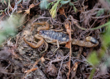 Дагестан, Дагестан глазами натуралиста