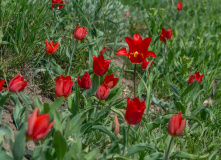 Юг России, Южное цветочное путешествие: тюльпаны Калмыкии и дикие первоцветы степей