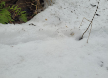 Подмосковье, Поход к карьеру Сима и хвойным лесам