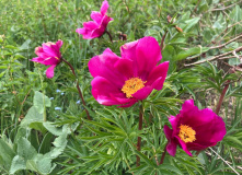 Узбекистан, Лето, весна, зима и снова лето: пеший поход по весенним горам Западного Тянь-Шаня