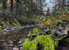 Подмосковье, English club в Мещере с ночевкой в приюте