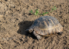 Дагестан, Дагестан глазами натуралиста