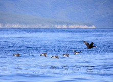 Сахалин, Сахалино-Камчатский вояж: по следам Крузенштерна (активный комфорт-тур)