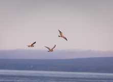 Остров Итуруп